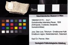 Foto (Objket + Etiketten) von Goniodromites bidentatus (Reuss, 1858) 